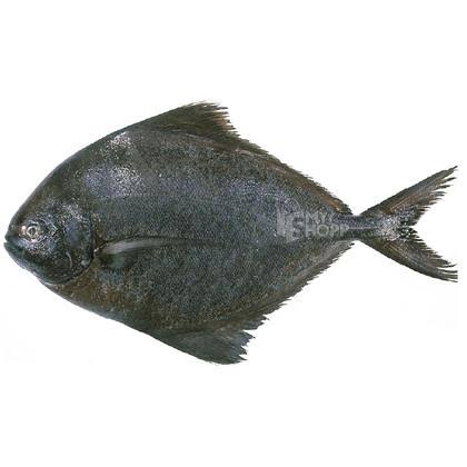 Black Promfret Big